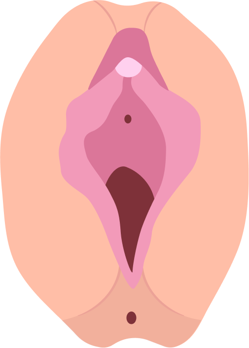 Ilustración de una vulva