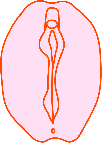 Vulva 4